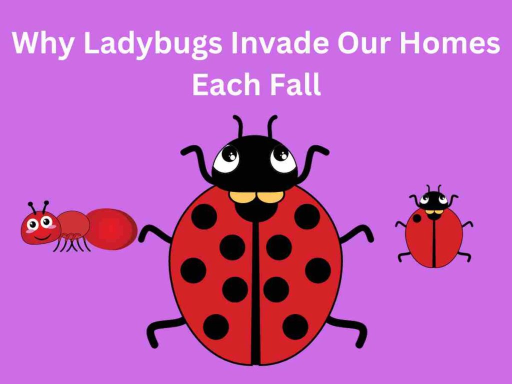 Why Ladybugs Invade Our Homes Each Fall